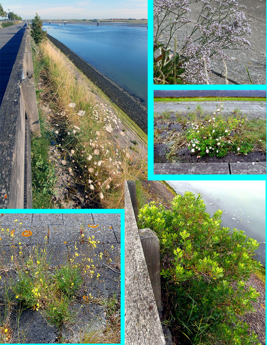 collage zicht dijkhelleng en planten